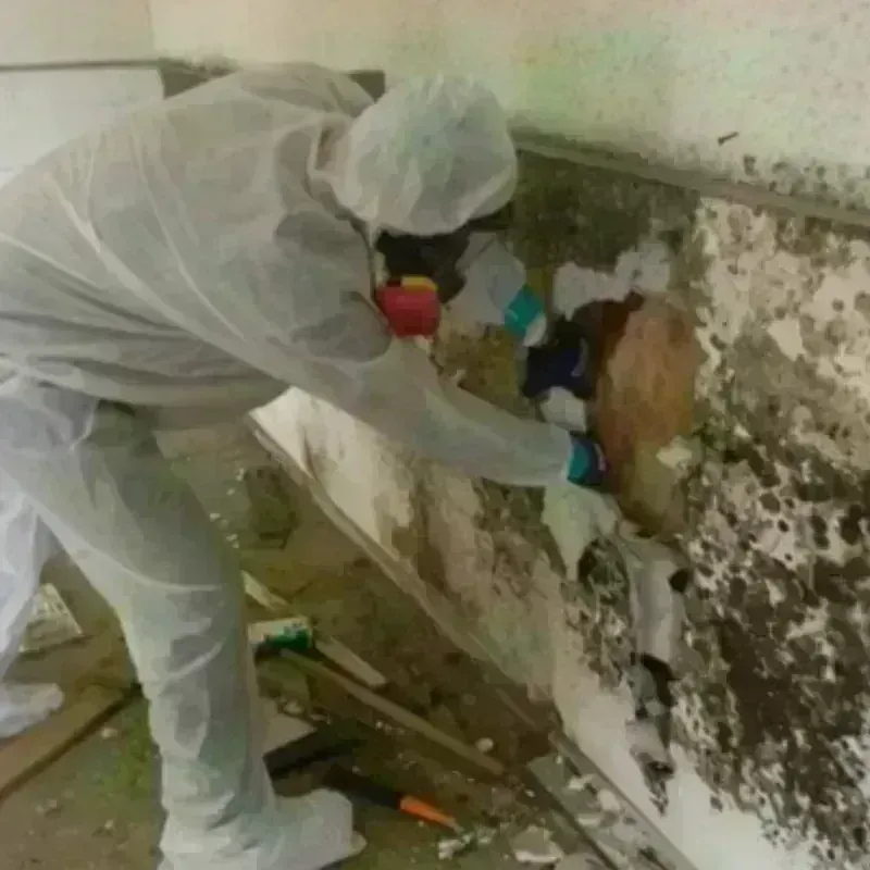 Mold Remediation and Removal in Rockingham County, NC